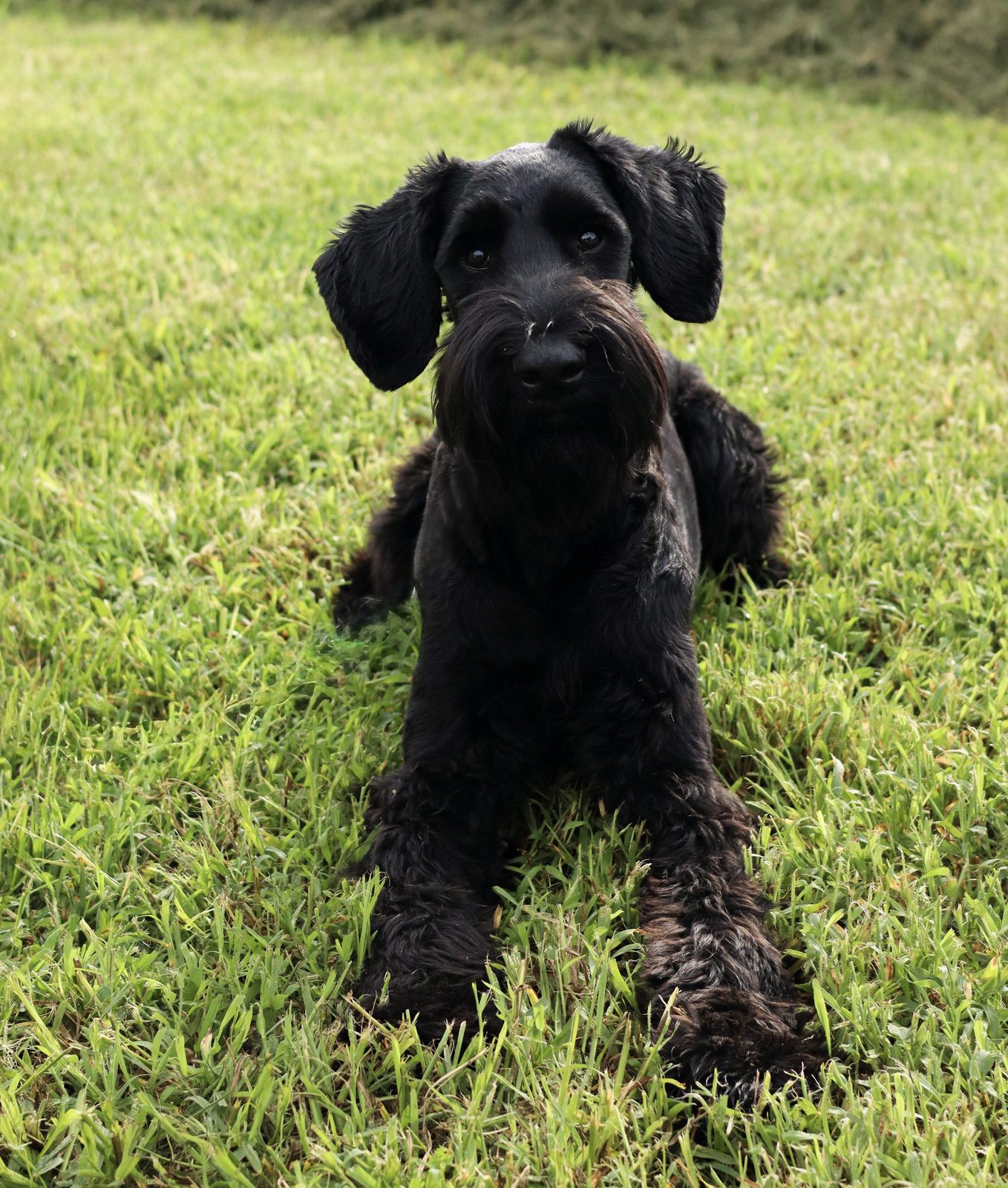 Shaggy black puppy with floppy ears sits upright on green grass
