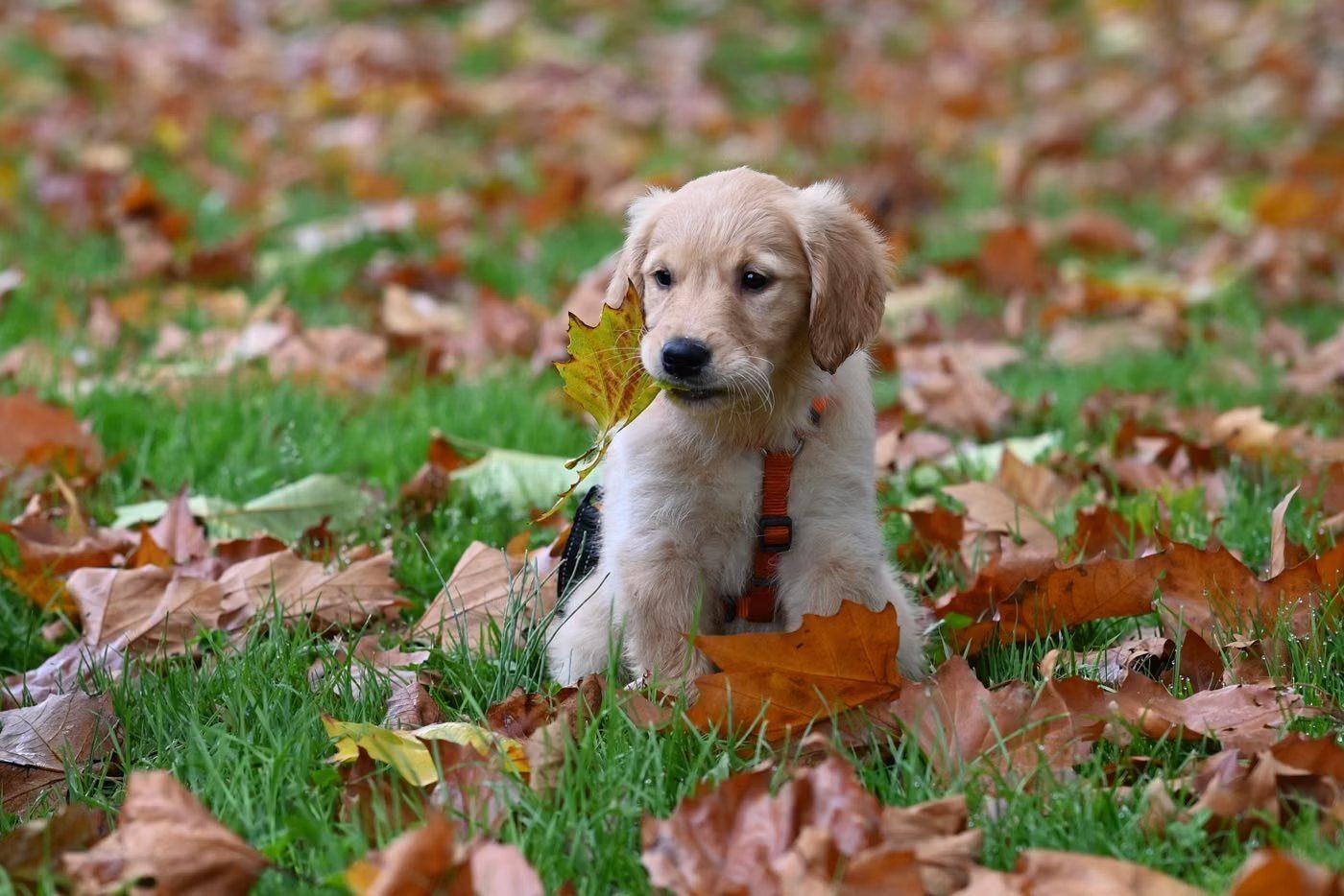 Wide frame of a golden retriever puppy sitting in fallen autumn leaves on green grass